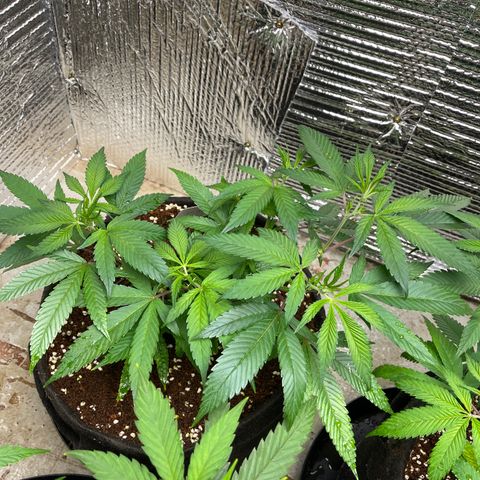Calliope growlog timeline photo