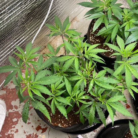 Freya growlog timeline photo