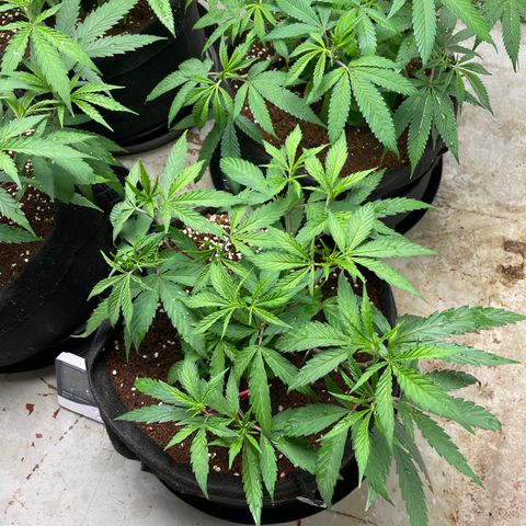 Penelope growlog timeline photo