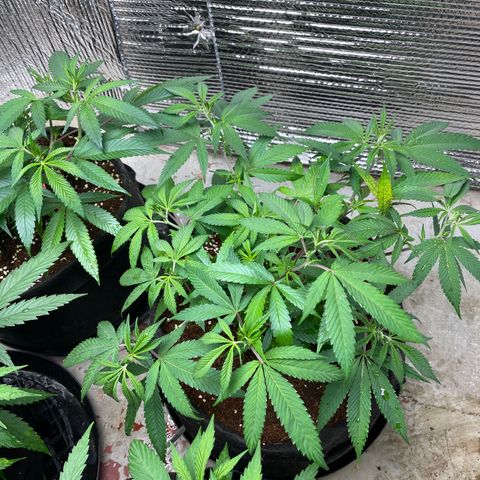 Ruth AKA The Natorious RBG growlog timeline photo