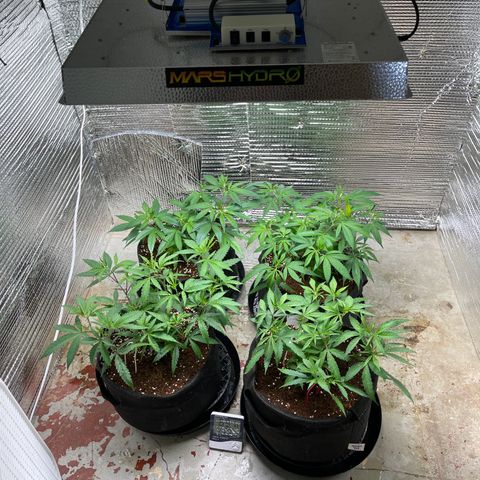 Ruth AKA The Natorious RBG growlog timeline photo