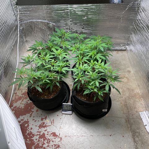 Ruth AKA The Natorious RBG growlog timeline photo