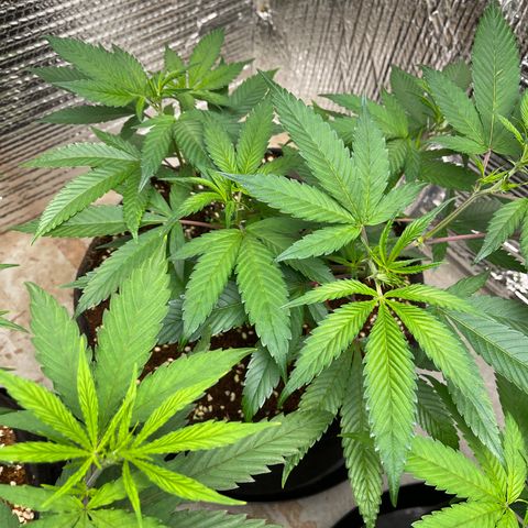 Calliope growlog timeline photo