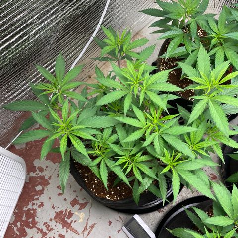 Freya growlog timeline photo