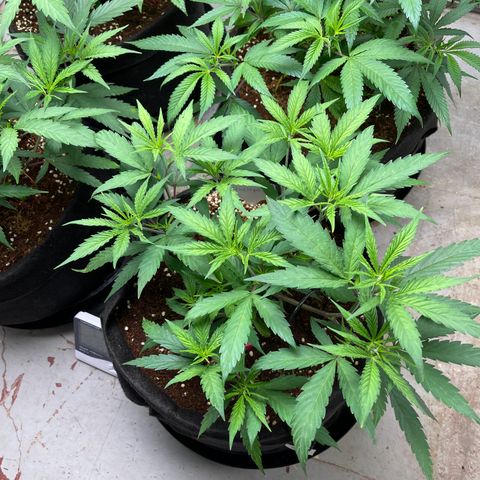 Penelope growlog timeline photo
