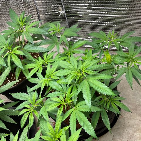 Ruth AKA The Natorious RBG growlog timeline photo