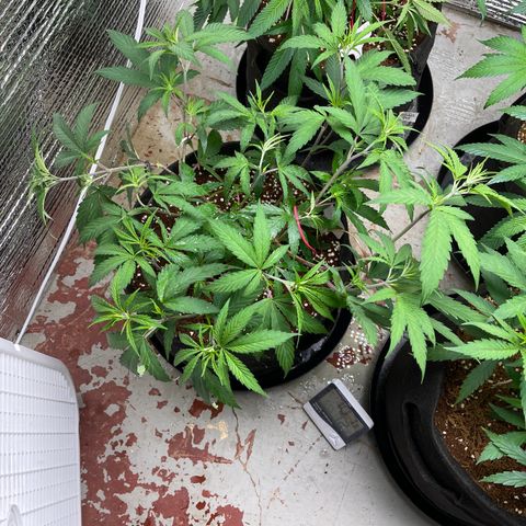 Freya growlog timeline photo