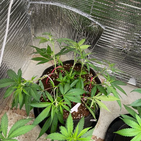 Calliope growlog timeline photo