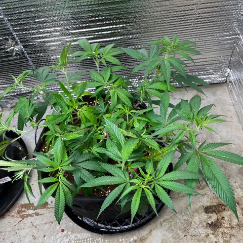 Ruth AKA The Natorious RBG growlog timeline photo