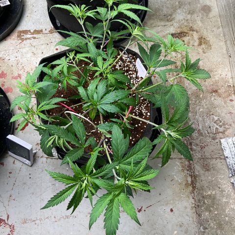 Penelope growlog timeline photo