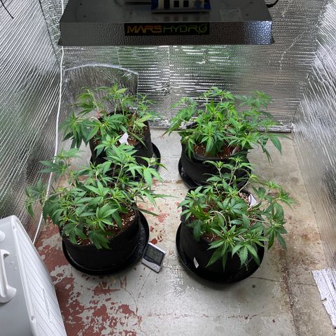 Ruth AKA The Natorious RBG growlog timeline photo