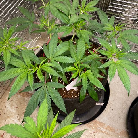 Calliope growlog timeline photo