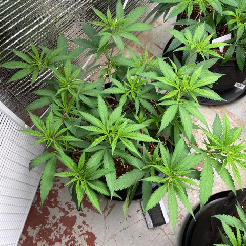 Freya growlog timeline photo