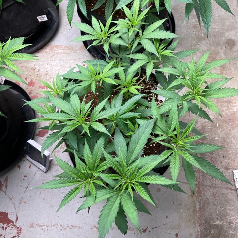 Penelope growlog timeline photo