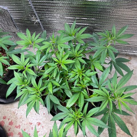 Ruth AKA The Natorious RBG growlog timeline photo