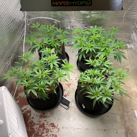 Ruth AKA The Natorious RBG growlog timeline photo