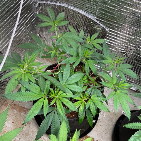 Calliope growlog timeline photo