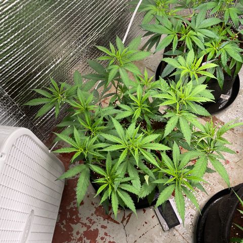 Freya growlog timeline photo