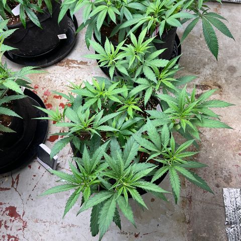 Penelope growlog timeline photo
