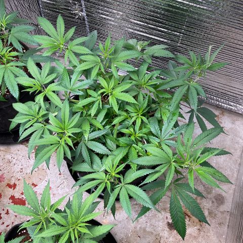 Ruth AKA The Natorious RBG growlog timeline photo
