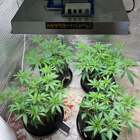 Ruth AKA The Natorious RBG growlog timeline photo