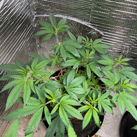 Calliope growlog timeline photo