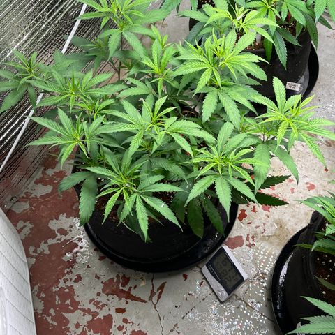 Freya growlog timeline photo