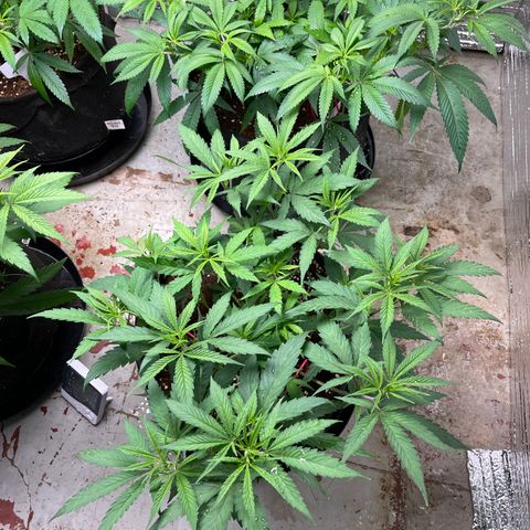 Penelope growlog timeline photo
