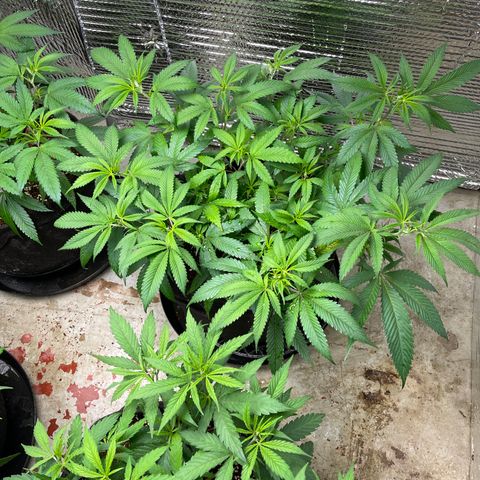 Ruth AKA The Natorious RBG growlog timeline photo