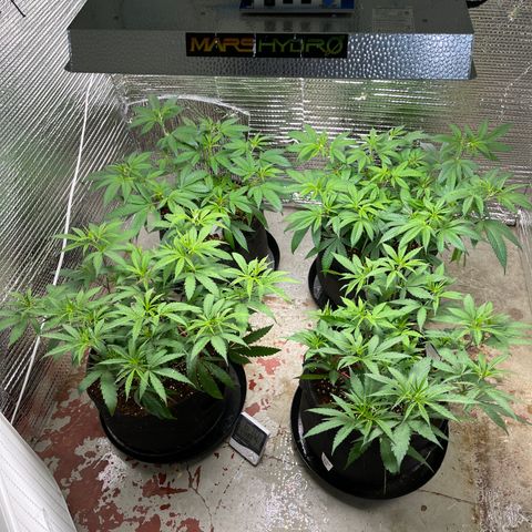 Ruth AKA The Natorious RBG growlog timeline photo