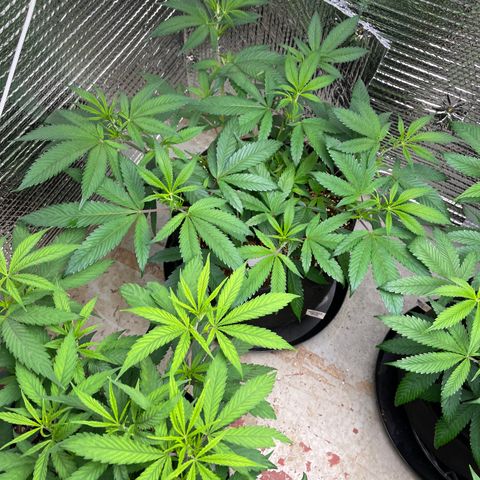 Calliope growlog timeline photo