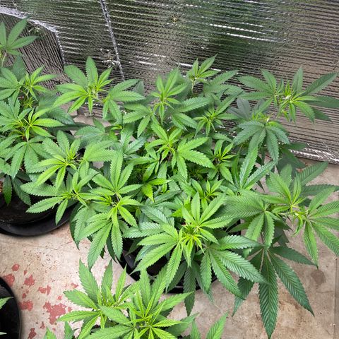 Ruth AKA The Natorious RBG growlog timeline photo