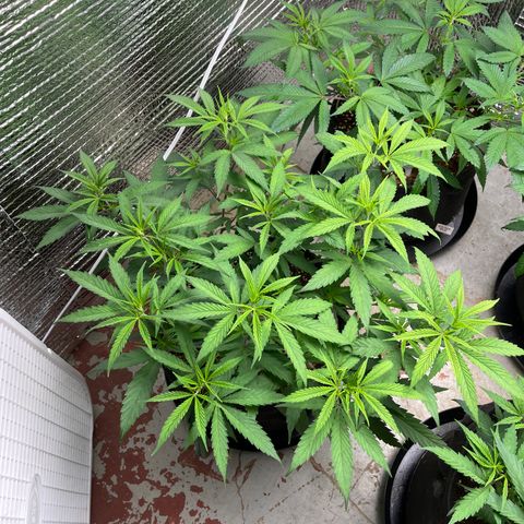 Freya growlog timeline photo
