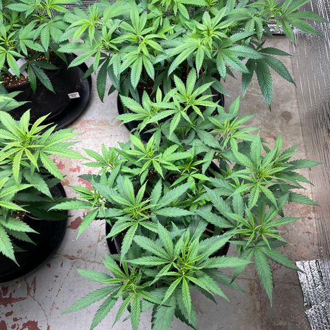 Penelope growlog timeline photo