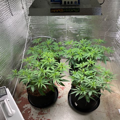 Ruth AKA The Natorious RBG growlog timeline photo