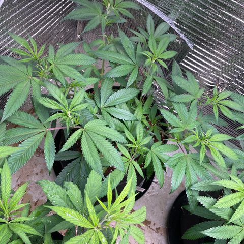 Calliope growlog timeline photo
