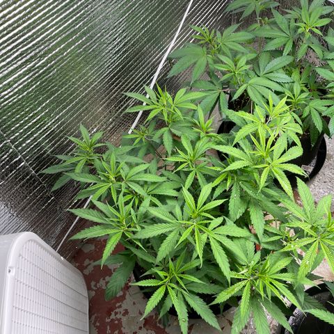 Freya growlog timeline photo