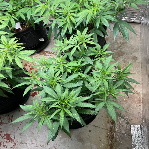 Penelope growlog timeline photo