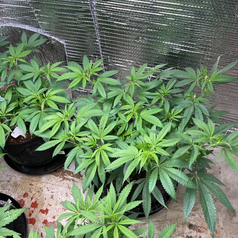 Ruth AKA The Natorious RBG growlog timeline photo