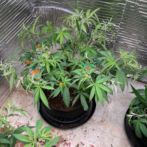 Freya growlog timeline photo