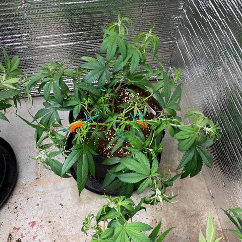 Calliope growlog timeline photo