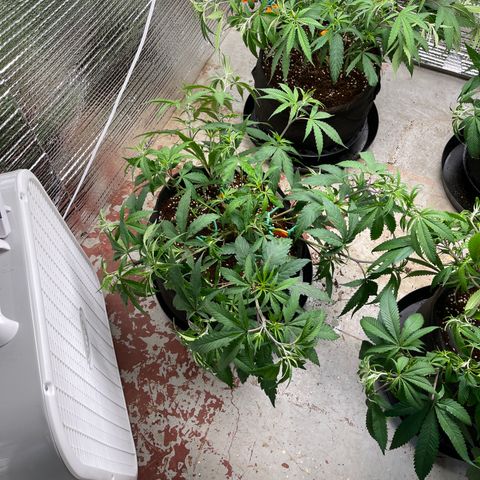 Penelope growlog timeline photo