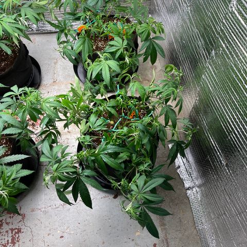 Ruth AKA The Natorious RBG growlog timeline photo