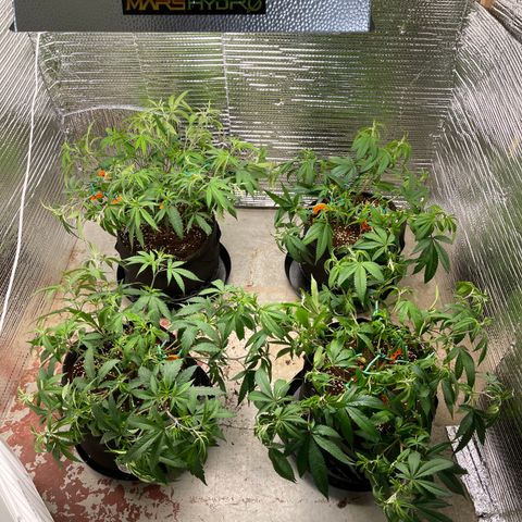 Ruth AKA The Natorious RBG growlog timeline photo