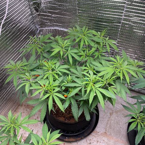 Freya growlog timeline photo