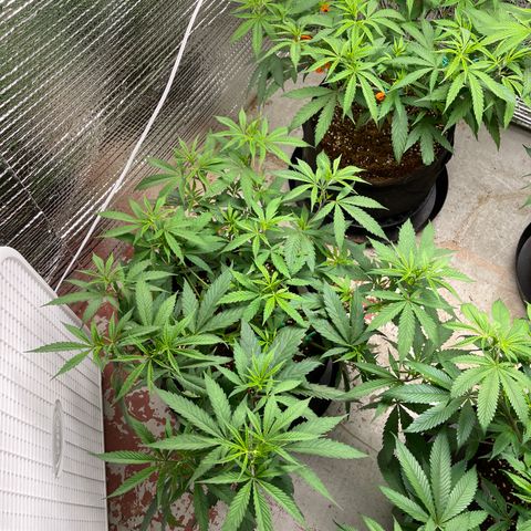 Penelope growlog timeline photo