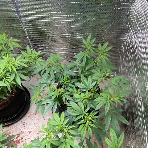 Calliope growlog timeline photo