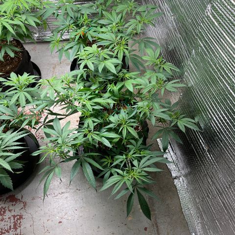 Ruth AKA The Natorious RBG growlog timeline photo