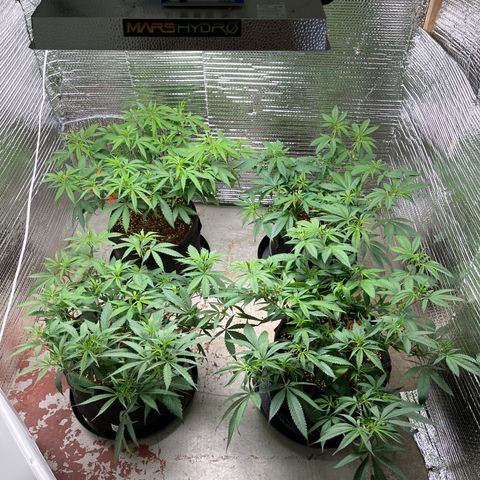 Ruth AKA The Natorious RBG growlog timeline photo