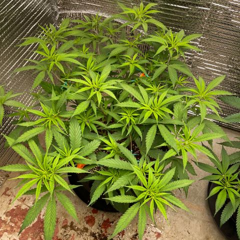 Freya growlog timeline photo